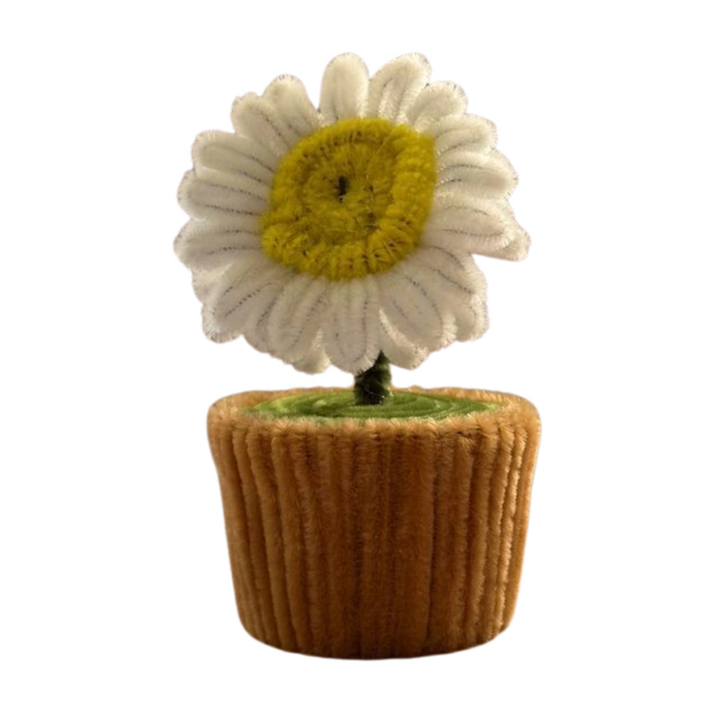 daisy planted bloom in original  minipot front view