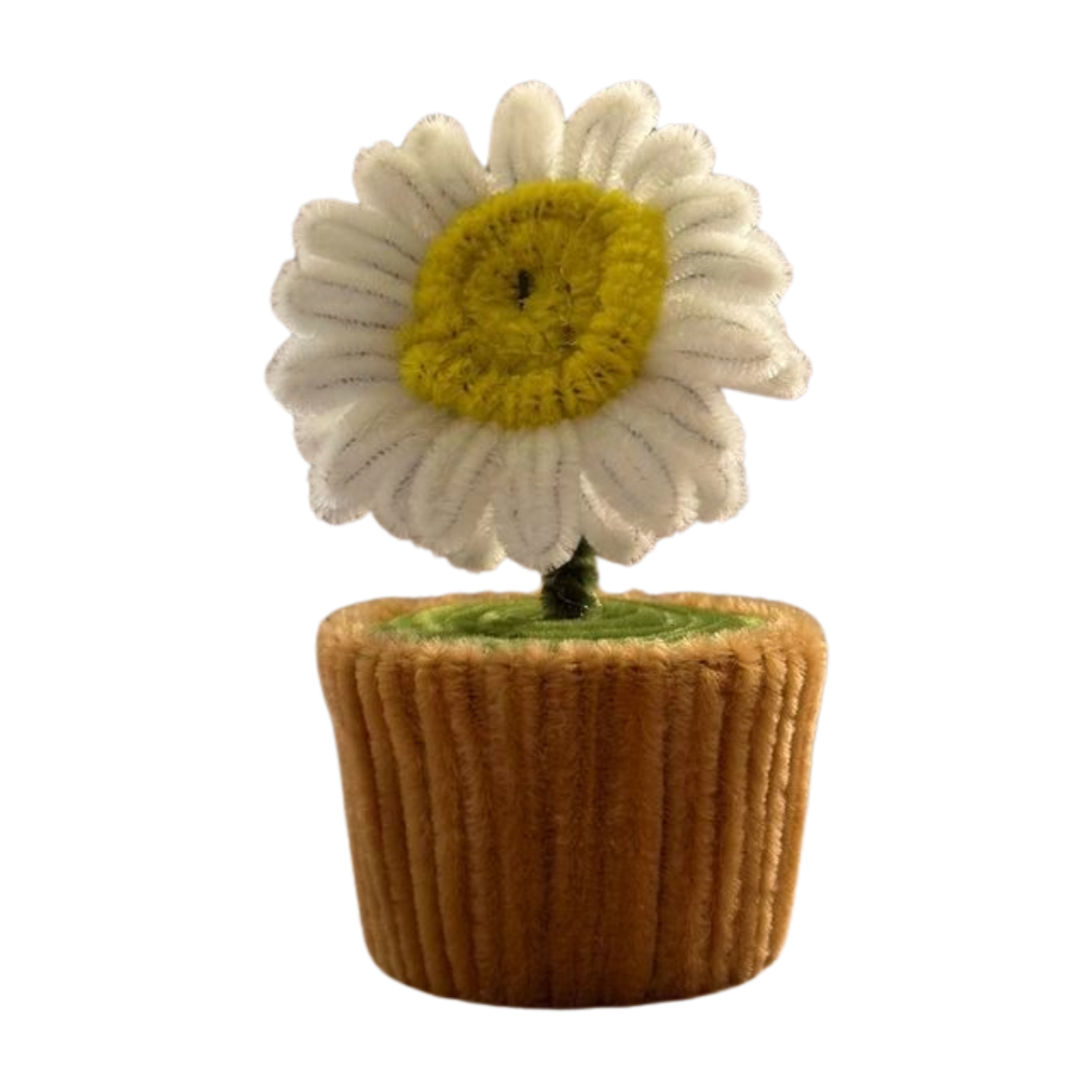 daisy planted bloom in original  minipot front view