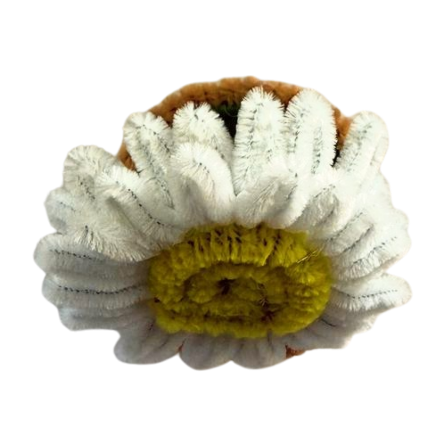 white daisy in original minipot top view