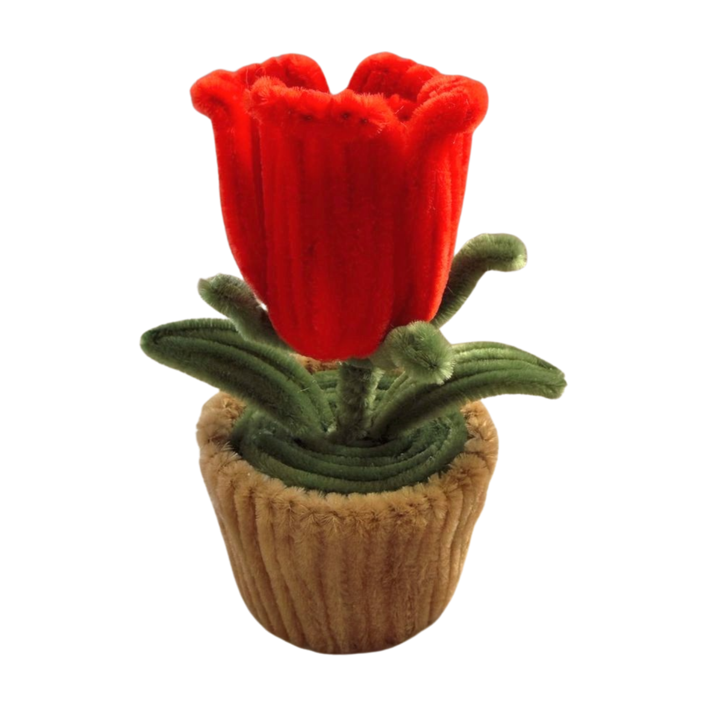 Red Rose Planted Bloom in sprouted minipot