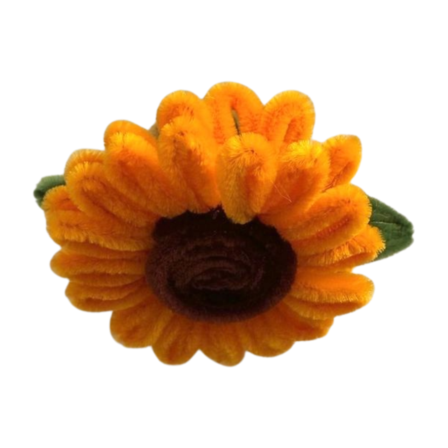 Sunflower bloom in sprouted minipot top view