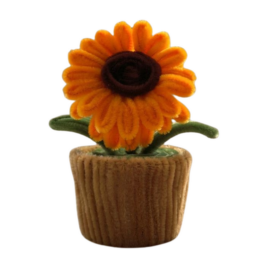 Sunflower bloom in sprouted minipot